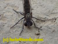 /home//u458753944/public_html/sourcegallery///////////////////Insects and small critters/flies (Diptera)/P4240035.JPG